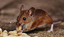 24 Hour & Emergency Exterminators in Cos Cob, CT
